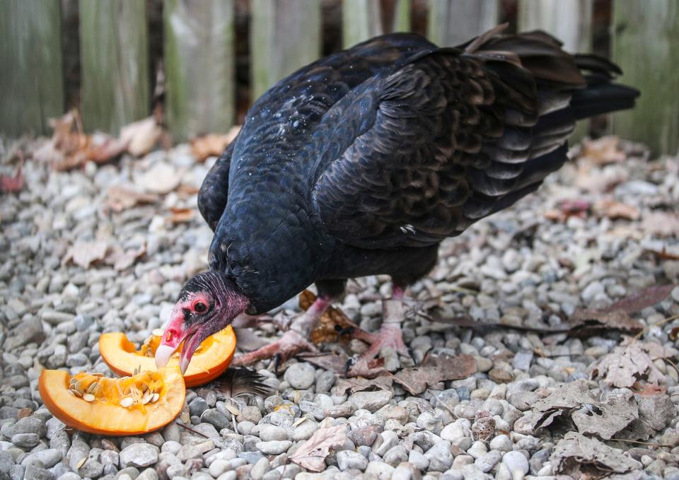 Kachina, a turkey vulture, nibbles on a pumpkin at Raptor Rehabilitation of Kentucky recently. The turkey vulture is found throughout Southern Indiana and Kentucky and scavenges on carrion. The pumpkins and cabbage keep the vulture entertained and helps with its recovery. The vultures have keen eyesight and smell. Oct. 18, 2022.