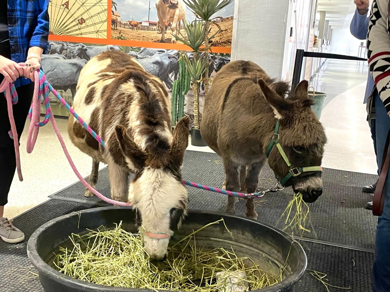 Walker, right, and Texas Ranger, left, eat hay Tuesday at Appleton International Airport as part of a news conference on new non-stop flights between Appleton and Dallas.