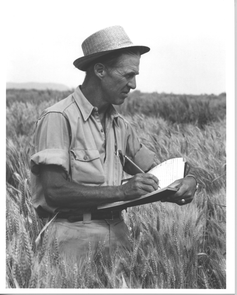 Norman Borlaug, at work on his wheat research.