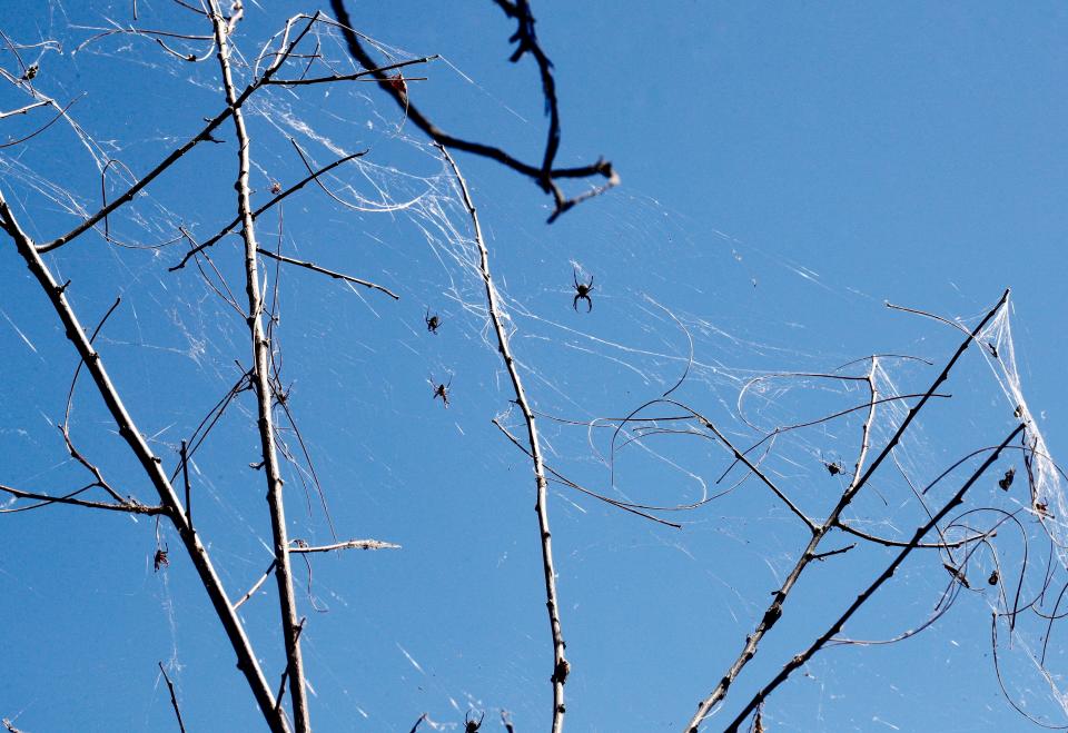 August through September is peak spider season and there was plenty of them in trees and bushes behind the Redding Elks Lodge next to the Sacramento River on Wednesday, Aug. 10, 2022.