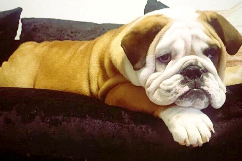 A British Bulldog that is obsessed with The Lion King has become a TikTok star after adorable videos of him watching the Disney movie racked up almost a million views. Owner Carly Pither, 33, is convinced one-year-old Bruce believes he is a lion after he first became transfixed by big cats in wildlife documentaries. So she thought she would try putting on The Lion King for him to watch and was left gobsmacked by his incredible response. The loveable pooch curls up quietly to watch the entire film "like a child" - up until the tear-jerking scene where [spoiler alert] Simba's dad Mufasa dies. At that point Bruce reacts in the same way every single time by jumping and "hopping around like a bunny" as well as barking at the TV.