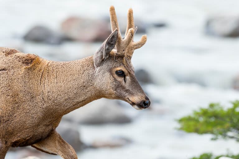 En el Parque Nacional Lanín, el huemul desapareció hace al menos 30 años