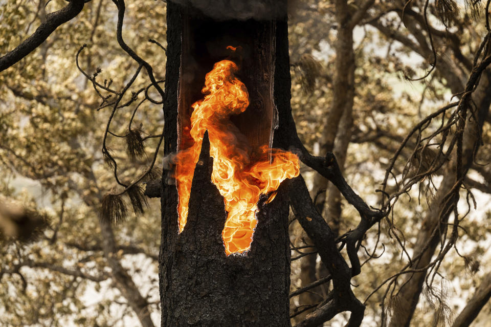 Flames burn inside a tree along Highway 96 which remains closed due to the McKinney Fire on Tuesday, Aug. 2, 2022, in Klamath National Forest, Calif. (AP Photo/Noah Berger)