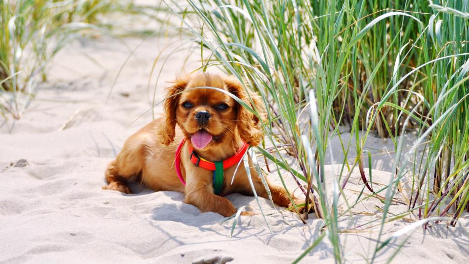 3. Cavalier King Charles Spaniel