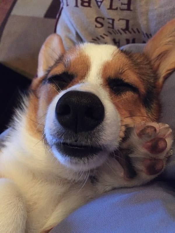 closeup of a dog's nose