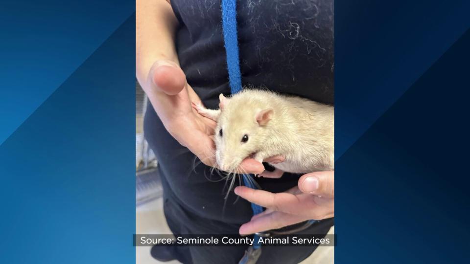 Shelter officials encourage adopters of the “pocket pets” to do their research on the animals before they chose to adopt.