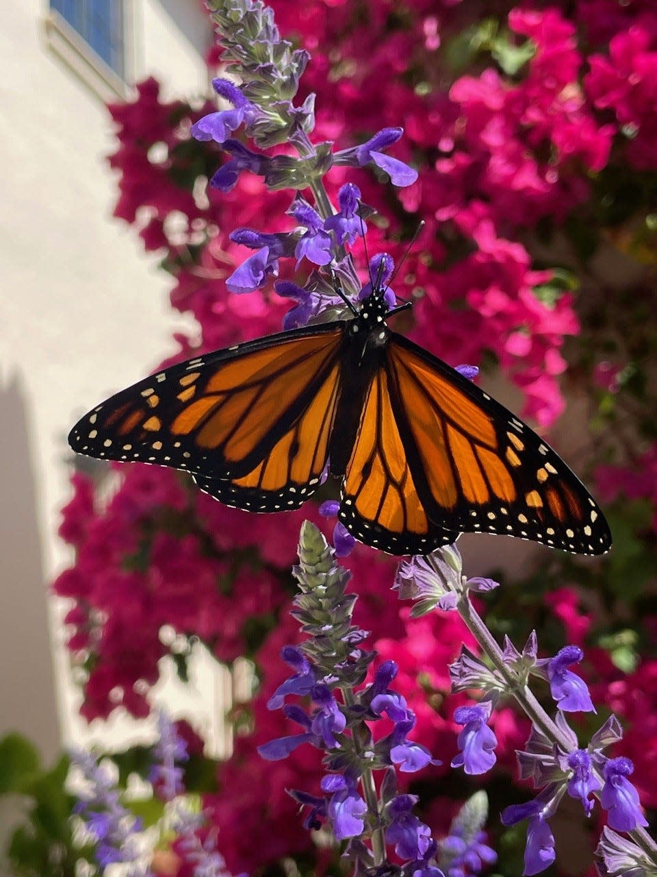 A monarch butterfly on salvia.