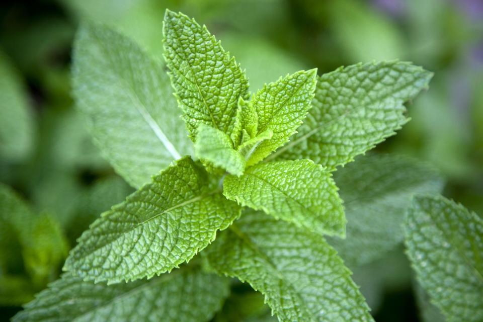 leaves on a mint plant