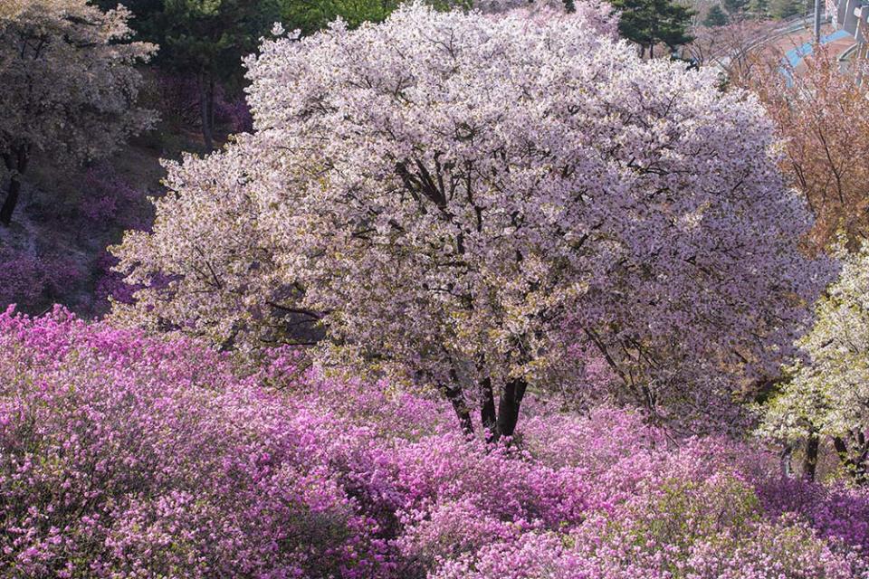 遠美山杜鵑花（Image Source : Getty Creative/ImaZinS RF）