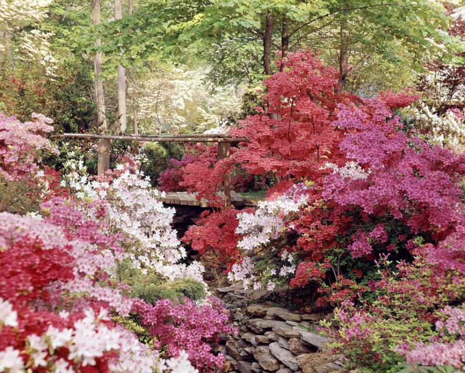 The 10 Most Beautiful Shrubs to Plant in Your Yard