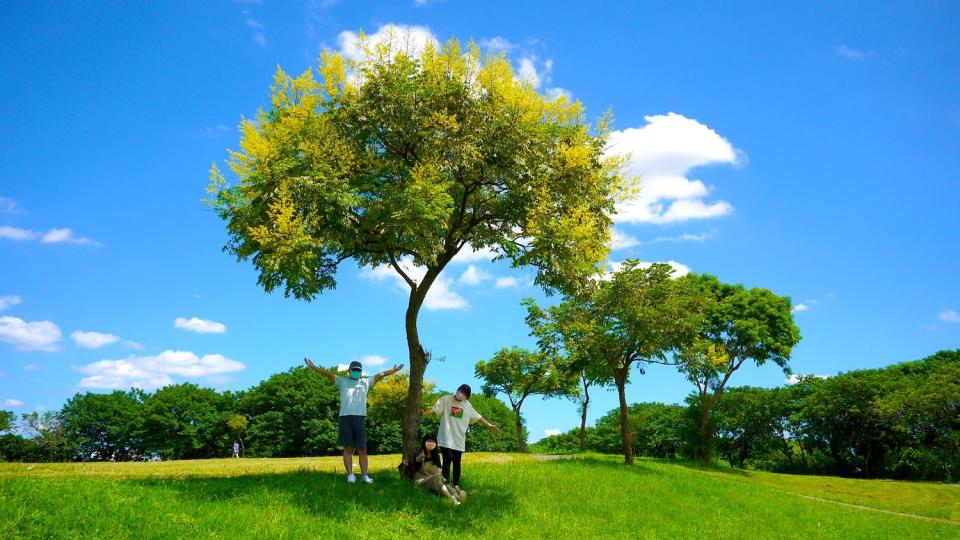 大漢溪右岸媽祖田河濱公園欒樹綻放。   圖：新北市水利局提供