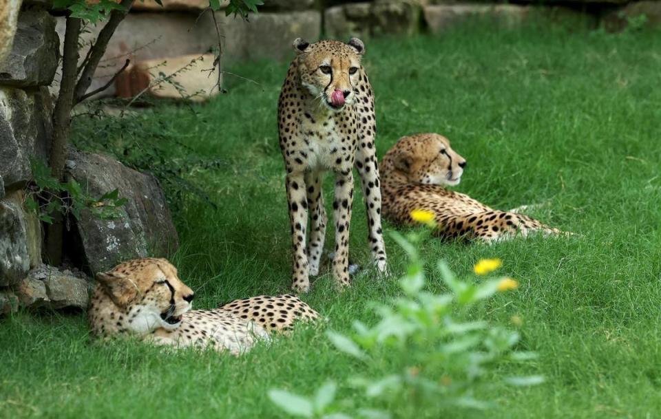 Cheetahs rest in their habitat at the Fort Worth Zoo on Tuesday, June 20, 2022.