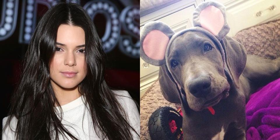 Kendall Jenner's Dog, Blu