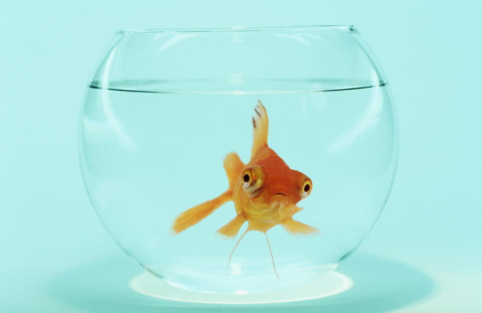 a goldfish in a small bowl