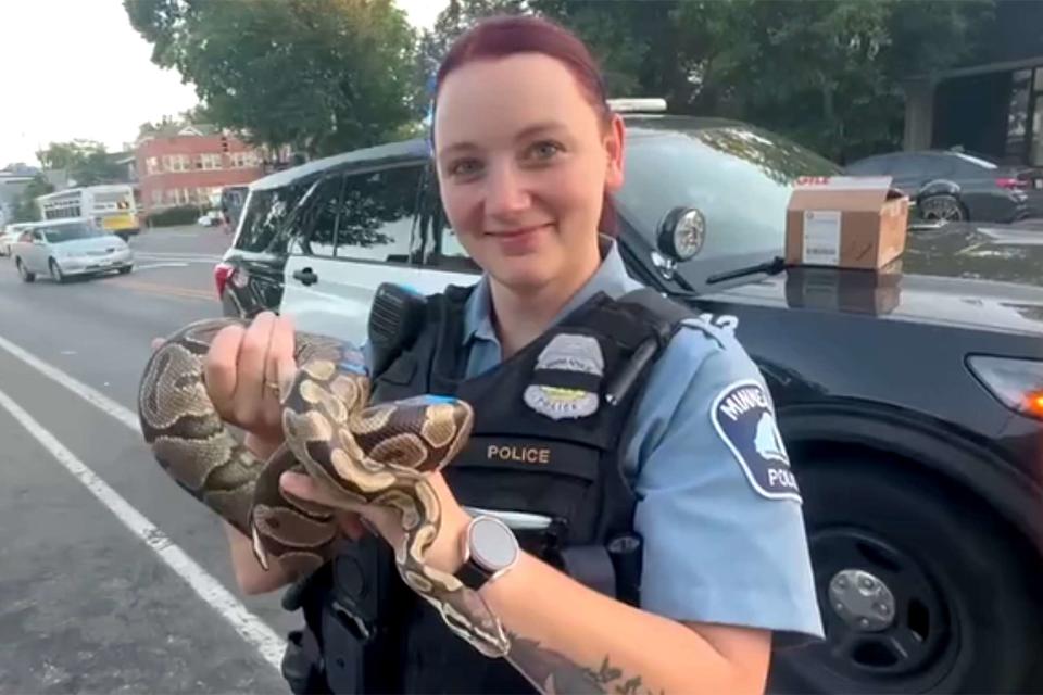 <p> Minneapolis Police Department/Facebook</p> Minneapolis Police Department retrieves snake from rideshare driver