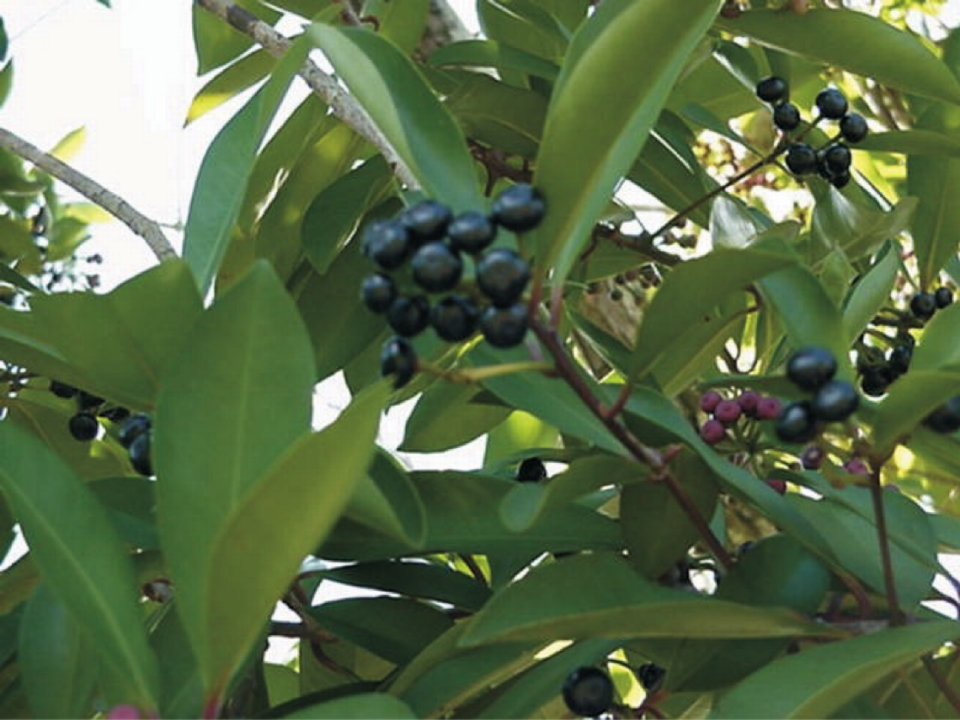 Shoebutton ardisia berries are dark purple when ripe and are not perfectly round.