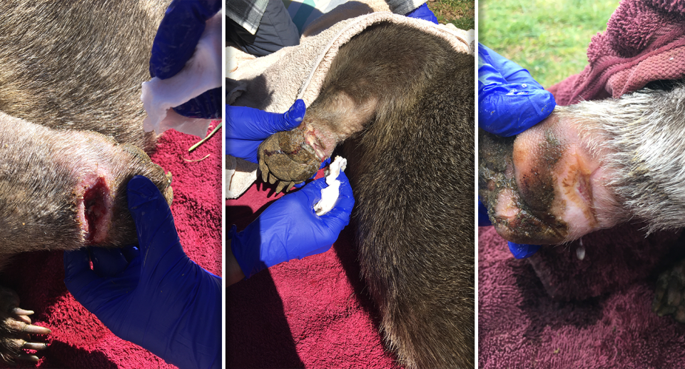 Three images of the wombat's leg show it gradually healing.