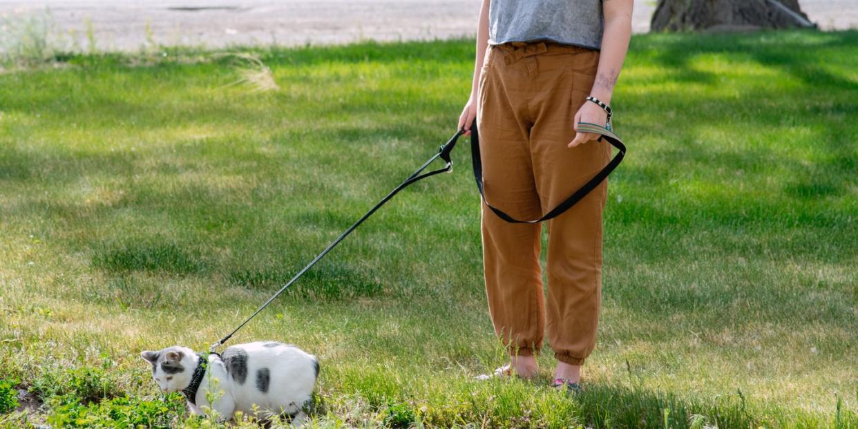 best cat harnesses girl taking her cat on a walk