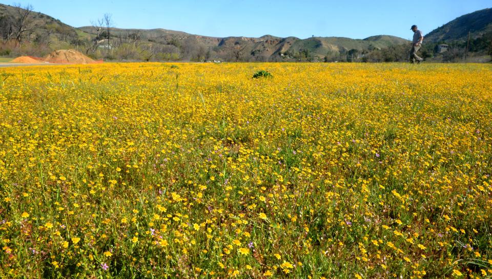 In this file photo, Joey Algiers, restoration ecologist at National Park Service, walks through hundreds of goldfields at Paramount Ranch.