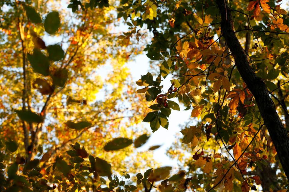 The sun sets and lights up fall leaves in the tree canopy at Ben Burton park in Athens, Ga., on Tuesday, Oct. 18, 2022.