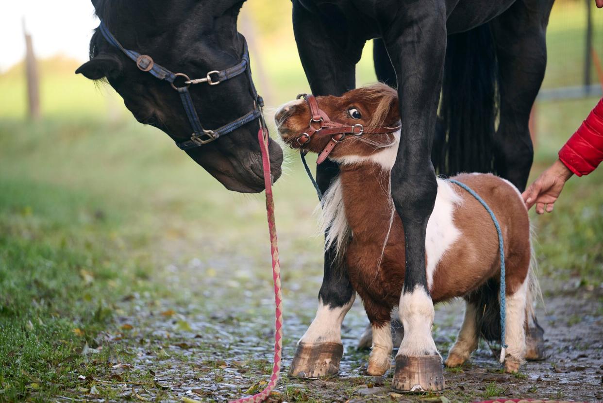 06 October 2022, North Rhine-Westphalia, Breckerfeld: Shetland pony Pumuckel stands between the hooves of gelding Ron-Sheer. The three-year-old animal with a shoulder height of just 50 centimeters has been trained as a therapy horse and delights children and senior citizens. Weidemann, a riding instructor, wants to have her XS horse entered in the Guinness Book of Records.