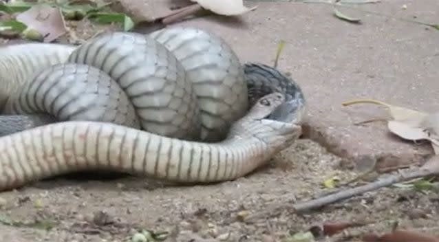 The Brown snake won the argument and began eating the Tiger snake. Source: Facebook