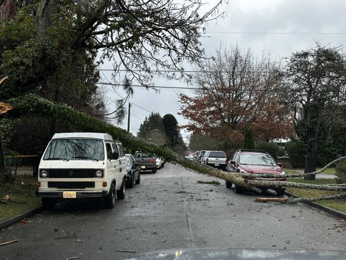 Tree down in West Seattle