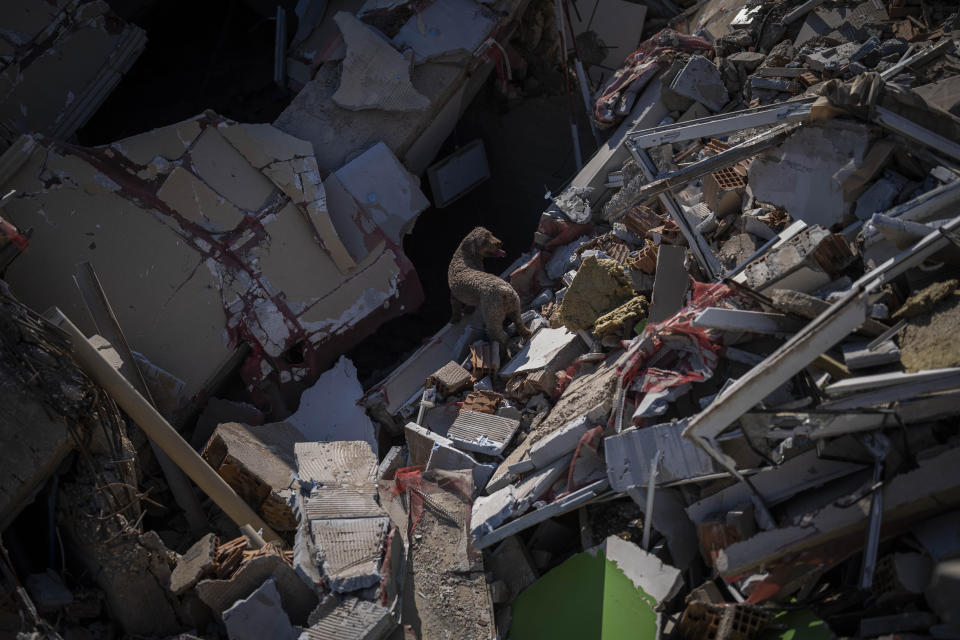 Dora, a rescue dog from a Spanish firefighters team, searches to find survivors trapped under the debris of a collapsed building in Antakya, southeastern Turkey, Tuesday, Feb. 14, 2023. The death toll from the earthquakes of Feb. 6, that struck Turkey and northern Syria is still climbing. (AP Photo/Bernat Armangue)