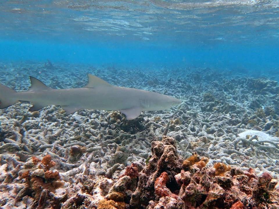 Shark over a bleached reef in the Maldives.