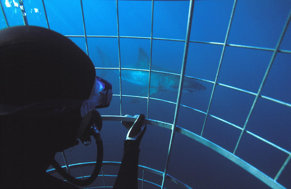 Brave adrenalin junkies go shark cage diving in South Africa. Source: Getty