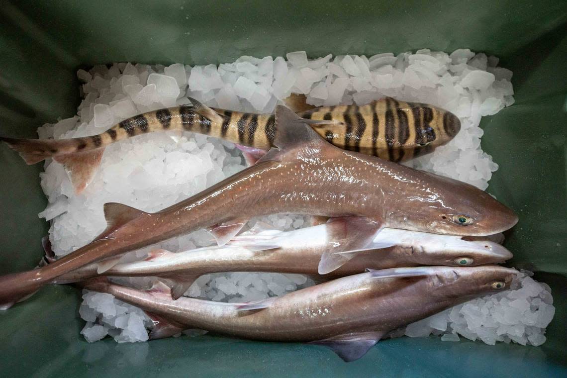 Some of the shark specimens collected by researchers, including the new hornshark species (top).