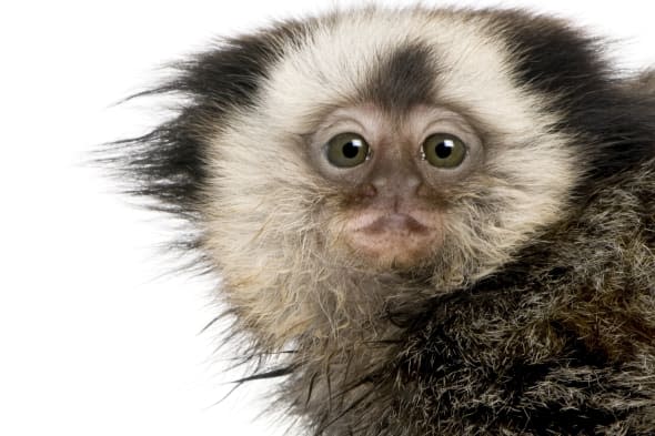 marmoset monkey