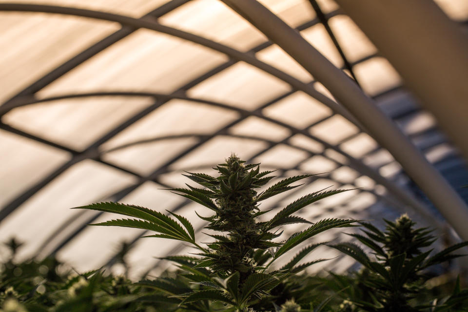 Marijuana plants growing in a greenhouse