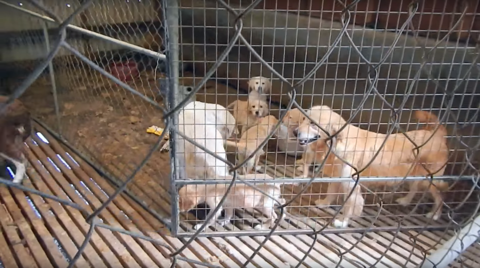 The owner of these dogs was banned from owning animals for nine years. Source: RSPCA