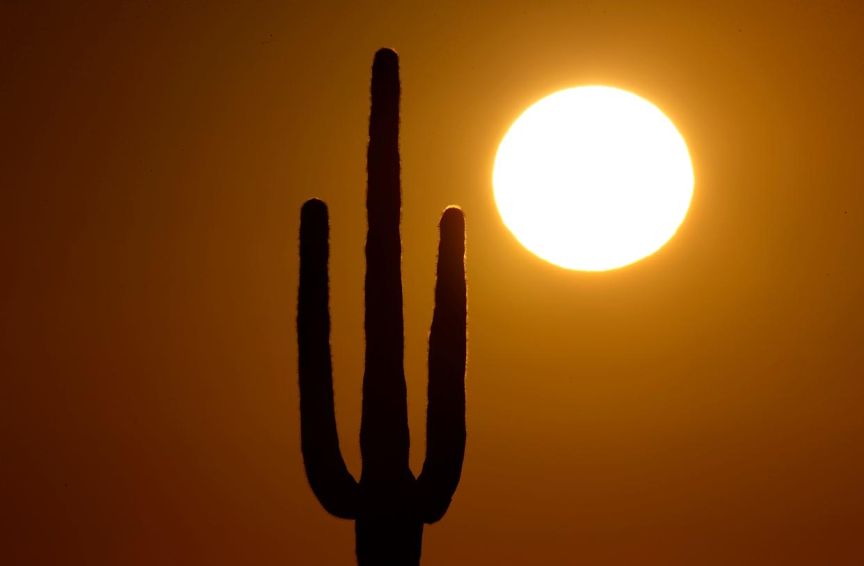 The sun rises over a saguaro cactus in the Arizona desert.