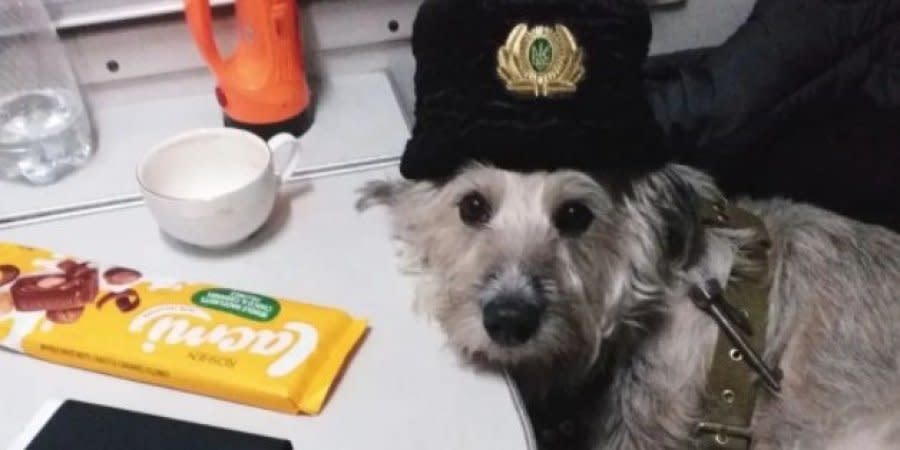 Hairy train attendant Nicole imparts canine care to evacuees.