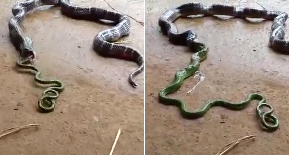 A snake has been filmed coughing up another snake in India. Source: NewsFlare