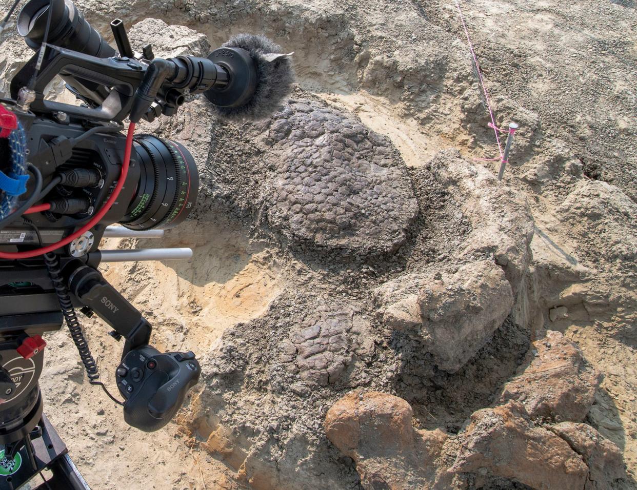 The skin of a triceratops is seen in location in Tanis, North Dakota.