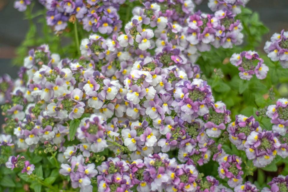 shade flowers nemesia