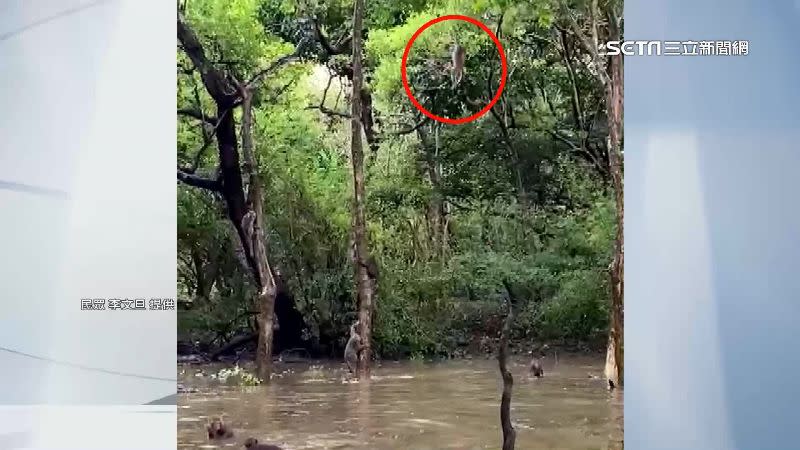 大雨過後「維也納水漾森林」就會出現，吸引獼猴在樹上盪鞦韆後跳入水池。（圖／民眾李文旦提供）