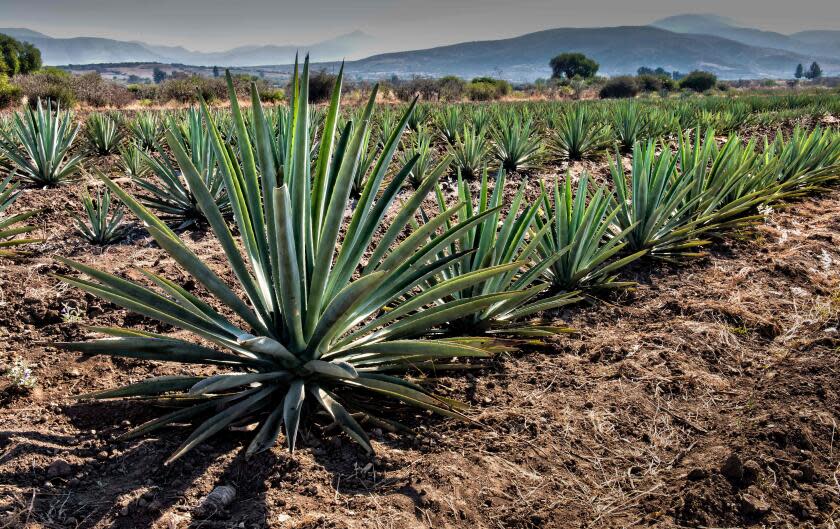 View of a plantation of "espadin" agave, the main variety of agave used to make mezcal at a field in Santiago Matatlan, Oaxaca state, Mexico on February 26, 2017. / AFP PHOTO / Omar TORRES (Photo credit should read OMAR TORRES/AFP via Getty Images)