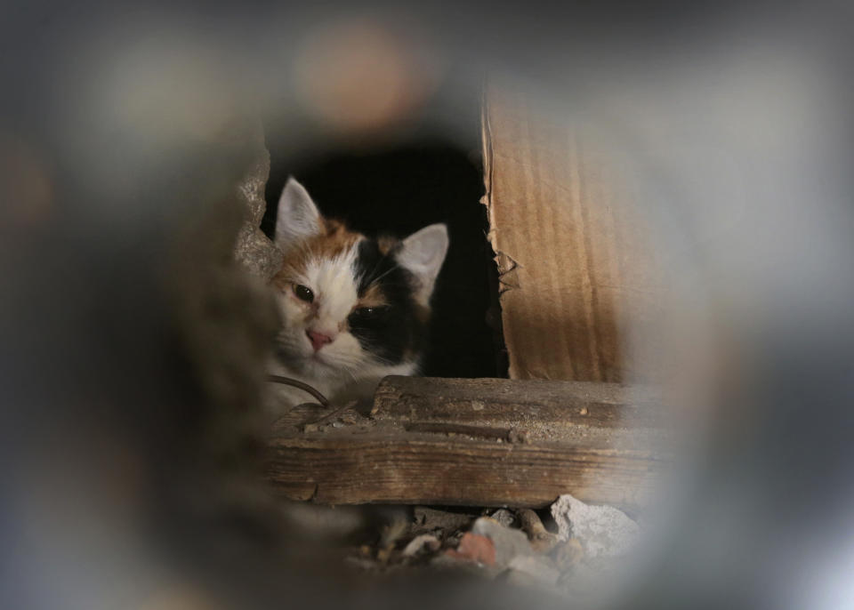 A stray cat seen through a hole in an iron panel covering a basement window in the Belarusian capital Minsk, Monday, Feb. 4, 2013. Municipal authorities in Belarus are walling up stray cats in basements in compliance with Soviet-era regulations, dooming them to death of hunger. Belarus doesn't have shelters for stray animals. Municipal authorities said they wall up doors to basements in line with sanitary norms introduced in 1990, when Belarus was still part of the USSR. (AP Photo/Sergei Grits)