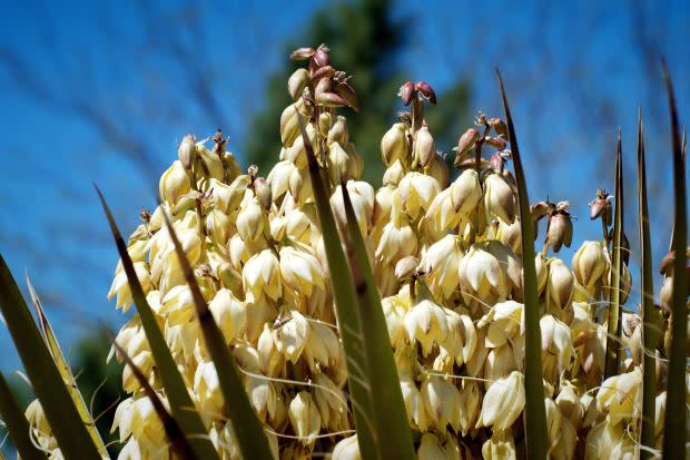 Yucca flower, the New Mexico state flower<p><a href="https://unsplash.com/photos/z7icMWFqlyk" rel="nofollow noopener" target="_blank" data-ylk="slk:Michael Yantis via UnSplash;elm:context_link;itc:0;sec:content-canvas" class="link ">Michael Yantis via UnSplash</a></p>