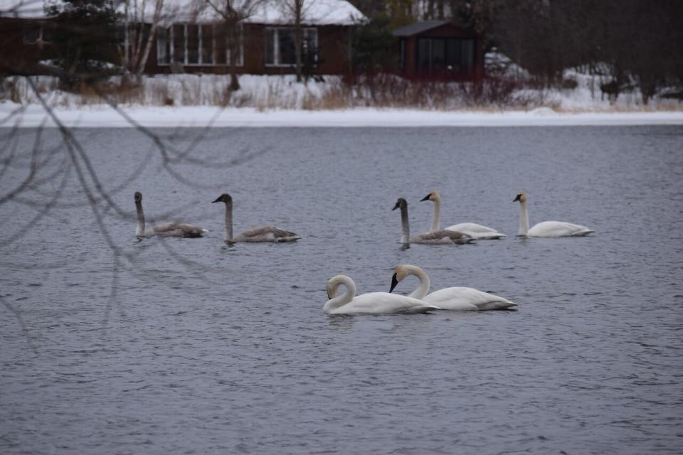 A group of trumpeter swans enjoy the shallow and calm water of the Mississippi River in Almonte. 