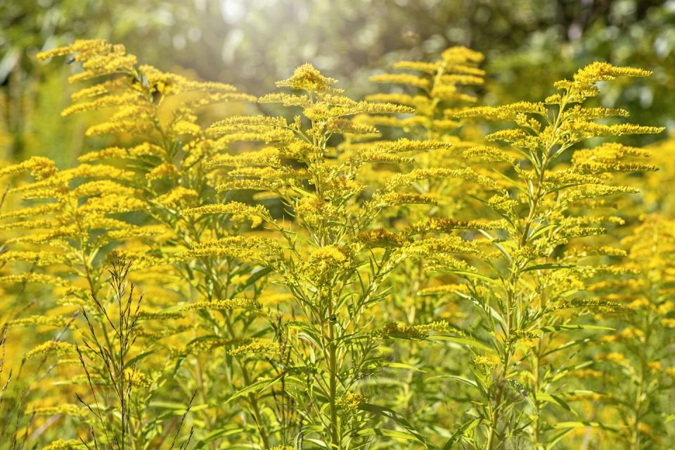 Goldenrod (Solidago)