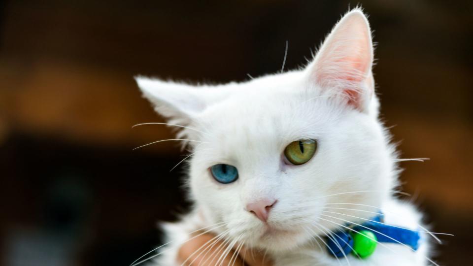 Japanese bobtail cat