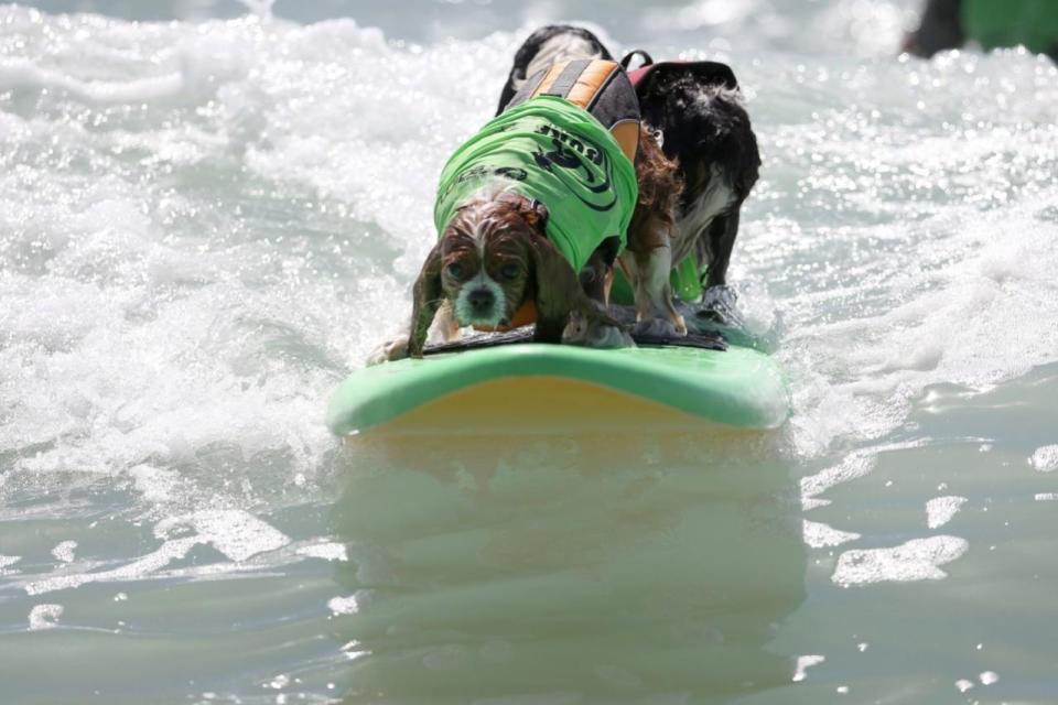 <p>Two dogs ride a wave during the Surf City Surf Dog competition in Huntington Beach, California, U.S., September 25, 2016. REUTERS/Lucy Nicholson</p>