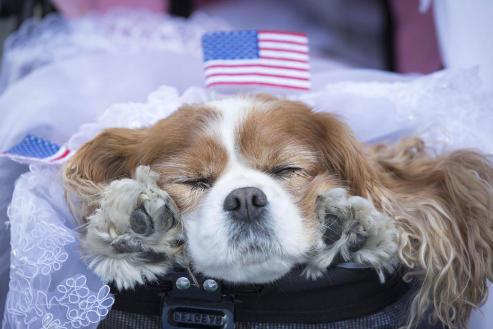 Camilla the dog outside Windsor Castle in Windsor ahead of the royal christening of the Duke and Duchess of Sussex's son, Archie, in the castle's intimate private chapel. RESS ASSOCIATION Photo. Picture date: Saturday July 6, 2019. See PA story ROYAL Christening. Photo credit should read: Rick Findler/PA Wire