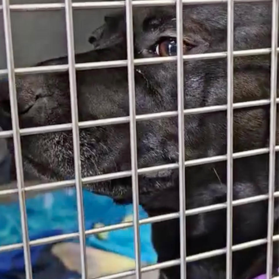 A close up of Sora looking sad in a cage.