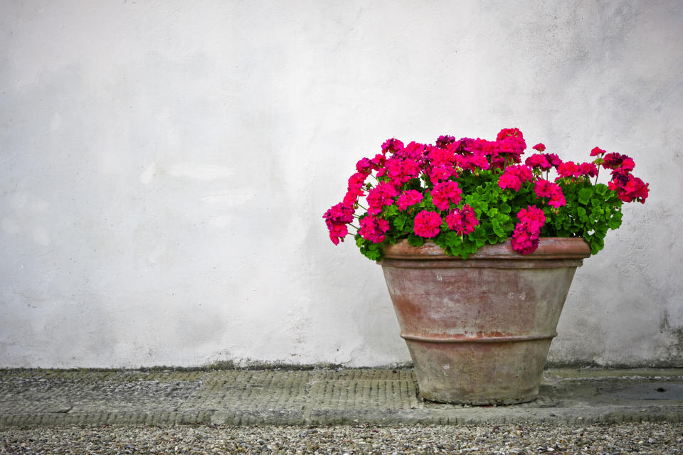 Is it time to rethink geraniums? (Getty Images)